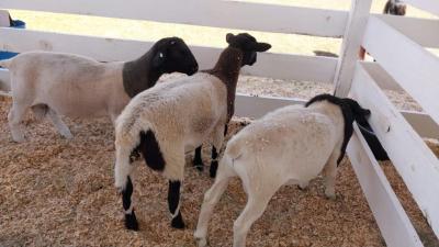 Secretaria de Agricultura no Virmond tem Stand na 4Âª Expovir para expor cabritos